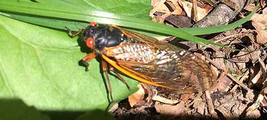 Cicada